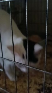 9.1K views · 907 reactions | Frosinone  Romina, 3 mesi, dolce gattina accalappiata , tenuta in una gabbia, ora in cerca di una casa amorevole. Adozione solo Lazio. Per ulteriori informazioni, contatta il numero 339 8362 187. | Adotta un cucciolo Frosinone | Facebook