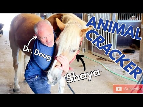 HAFLINGER MEETS "THE ANIMAL CRACKER": EQUINE CHIROPRACTIC ADJUSTMENT!