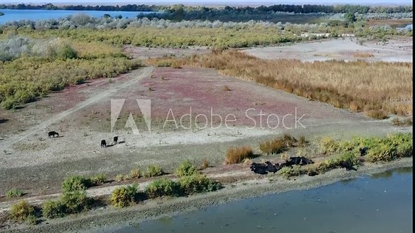 Aerial photography of a herd of Water Buffalo (Bubalus bubalis) in the vastness of the Danube Delta, the camera slowly descends from the landscape of the Danube Delta to the herd of animals.