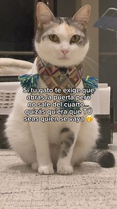 2M views · 10K reactions | No lo había pensado  | #gatos #michis #mishayceniza | música: “funny walks aside” de epidemic sound | Misha y Ceniza | Facebook