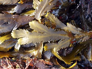Fucus - Alchetron, The Free Social Encyclopedia