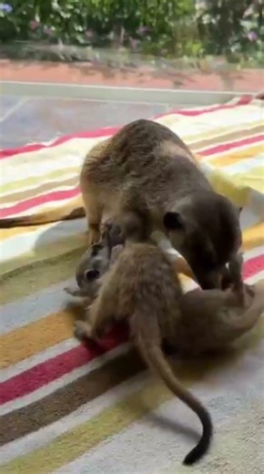 Meet the new rescues 🥰 Minki has not accepted them yet 😂🔊#animalshorts #animals #animallover