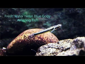 Neon Blue Goby: Amazing Fish
