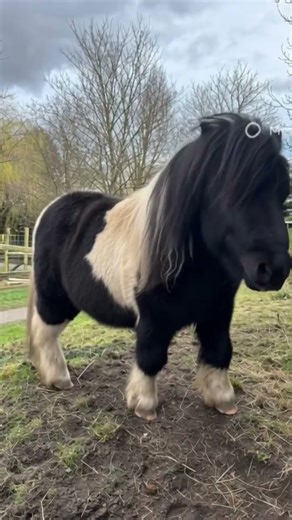 various types of pony breeds in the world part 1 #fyp #fypage #fypyoutube #animals #horse #hennyel