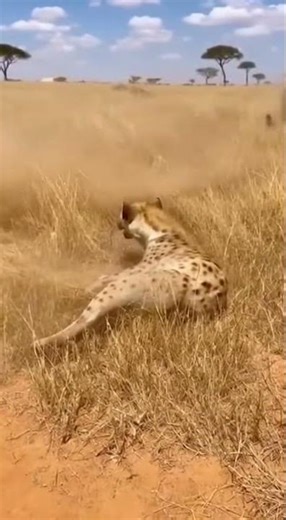 A fart has a lot of destructive power #animals #wildanimals #elephant