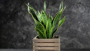 Rare Snake Plant List: 15 Unusual Varieties [With Pics!]