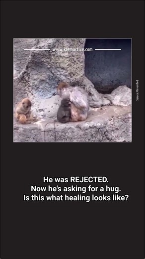 Baby Monkey Punch Tries to Hug the Troop — Is This Healing or a Zoo Problem?