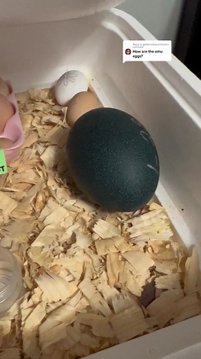 Exciting Emu Hatching Process Explained | Naming New Chicks