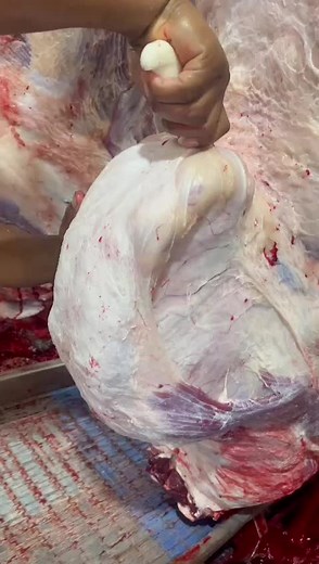 Exploring Raw Beef: Close-Up Meat Processing Techniques