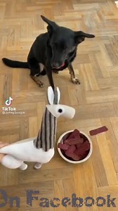 5.6M views · 81K reactions | Why aren't my pets this funny? | D12 | Facebook