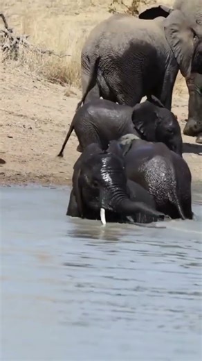 Every elephant needs a herd 🐘