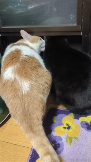 【ほごねこ物語】お兄ちゃんとココちゃん二人仲良くニャルソック#ねこ#猫#茶白猫#黒猫#保護猫#日常