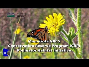Minnesota NRCS Pollinator Habitat Initiative (CRP) with Brian DeVetter