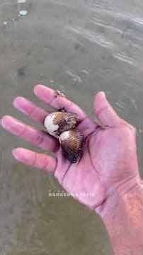 Feather Shells Scattered When Trawls are Cast #shells #part1