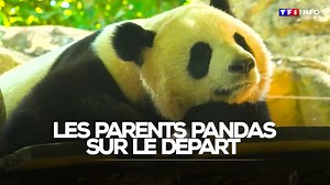18K views · 257 reactions |  Le couple de pandas du zoo de Beauval s'apprête à repartir en Chine ⬇️ | TF1 INFO | Facebook