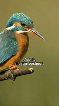 🐦 Birds, Sentinels of Biodiversity | Allain Bougrain Dubourg