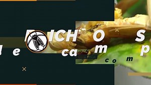 Raúl Cheyllada, Green Seed, productos Frutihorticolas, en Bichos de Campo -La posibilidad de consumir un mismo producto de modos diferentes .. 📺𝗦𝗮𝗻 𝗣𝗲𝗱𝗿𝗼, 𝘂𝗻𝗮 𝗿𝗲𝗴𝗶ó𝗻 𝗱𝗶𝘃𝗲𝗿𝘀𝗮 | Bichos de Campo