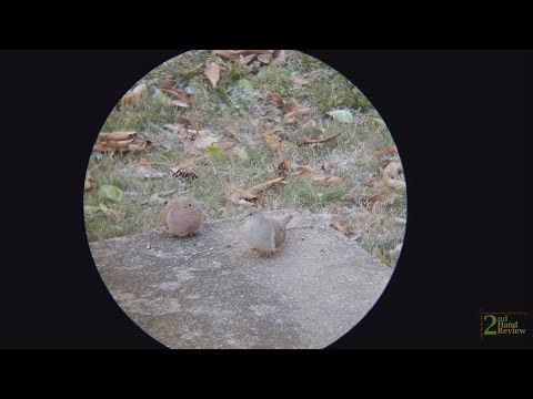 A Morning with the Doves - Vortex Diamondback 12x50 Binoculars