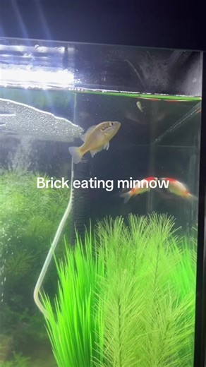 Cool Brick Eating Minnow Filter Video