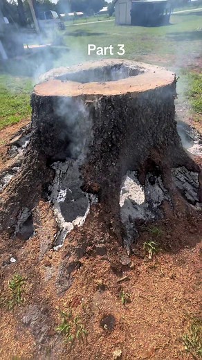 120-Year-Old Tree Stump Burning Process Explained