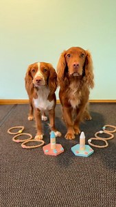 Two happy spaniels living their best life this afternoon 🐶🧡 #dogreels #spanielreels #spanielsofinstagram #trickdogs #dogtrainingreels #canineenrichment #positivedogtraining #smartdog #cockerreels #ringstacking #teamworktraining #reelsofdogs #dogtrainerlife #trickdogteam | Emily Anderson