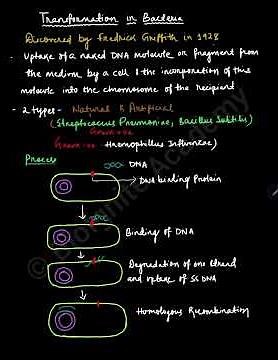 Transformation in Bacteria Explained in 2 Minutes | NEET/CBSE Class 12