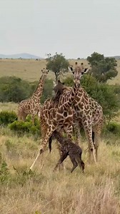646K views · 12K reactions | New baby giraffe殺拾漣 | Wildfriends Africa | Facebook