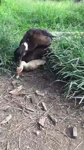 Triple mix, 2 male Hybrid ducks and 1 female Muscovy duck