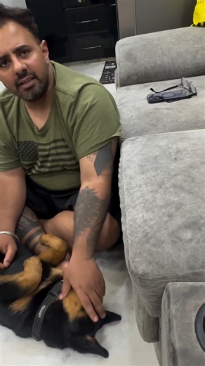 🚨 Tick Alert for Dog Parents 🚨 Did you know ticks aren’t just annoying pests? They pose serious risks to our beloved pups! 😱 In this reel, I’m shedding light on the consequences of ticks in dogs, from painful bites and skin irritations to potentially deadly tick fever. Let’s learn how to spot, prevent, and treat these tiny but dangerous parasites! 🐾💔 #TickAwareness #DogHealth #ProtectYourPup . . . [rottweiler,rottweiler dog,rottweilers,rottweiler puppies,rottweiler training,rottweiler puppy