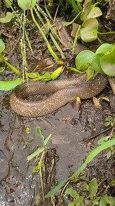 Nagugutom na ung Ahas kya nangisda na muna 😂. #highlights #everyone #snake #wildlife | Mechela Pamonag Italia