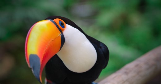Pet Toucan Acts Like a Toddler When Mom Closes Door to Use Bathroom