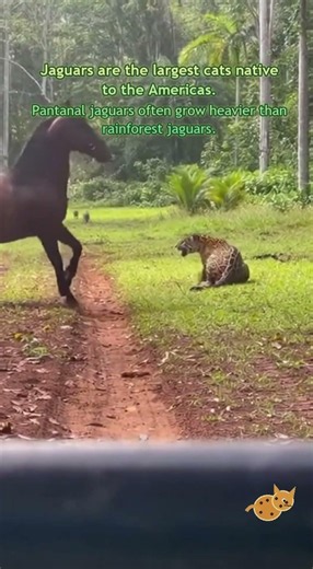 In the Wet Grass of Mato Grosso: Jaguar and Horse in the Pantanal
