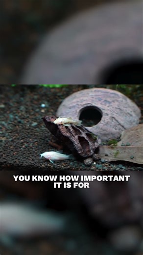 Don't Keep Plecos Without This!