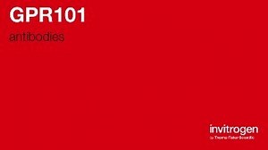 GPR101 antibodies from Thermo Fisher Scientific
