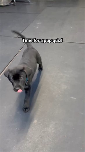 136K views · 2.8K reactions | Top of his class! ☺️ #Dog #Puppy #DogTraining #InternationalDogMonth | The Pet Collective | Facebook