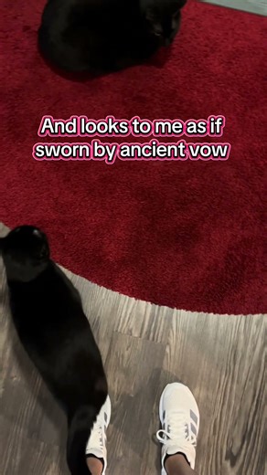 The Shadow Queen’s Devotion #noirwhiskersloft #catshorts #catlovers