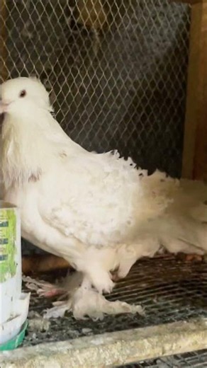 Pigeon cages #farmwiseafrica #pigeon #pigeon101