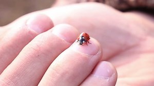 Ladybird Hand Crawling Ladybug Macro Stock Footage Video (100% Royalty-free) 25318931 | Shutterstock