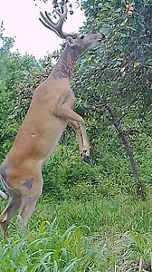 2.8K views · 37 reactions | The Perfect Deer Hunting Setup! | Team Radical | Facebook