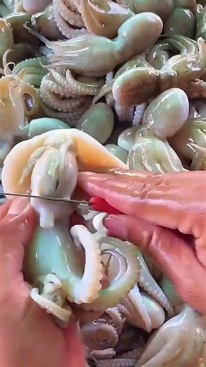 Hands clean octopus showing patience and craftsmanship