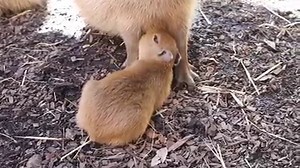 3.9K views · 1.1K reactions | We're SUPER excited to announce the birth of the first baby capybara at Sydney Zoo! Zookeepers have nicknamed the adorable bub “peanut” until the sex can be identified 樂 | Sydney Zoo | Facebook