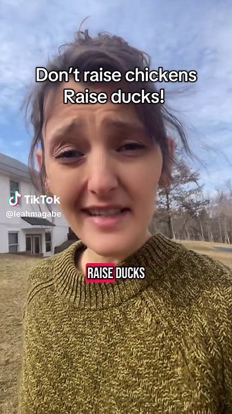 Why You Should Raise Ducks Instead of Chickens