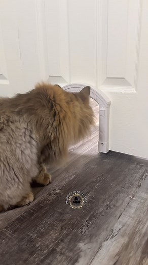 21K views · 1.4K reactions | Tigger#3southern #reels #tiktok #loves #viral | Southern Cats | Facebook