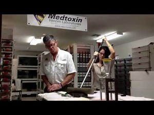 Cottonmouth Venomous snake venom extraction:Reptile Discovery Center