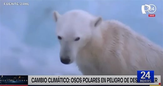 Osos polares en peligro de extinción por deshielo de Glaciares