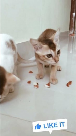 Two Cute Kittens Eating Bread 😻🍞 | Funny Cat Shorts | Cute Kitten Moments