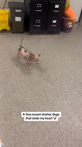 1.9K views · 90 reactions | #dog #puppy #dogs #dogsoftiktok #puppiesoftiktok #puppies #love #sweet #cute #adoptme | Judith Coleman | Facebook