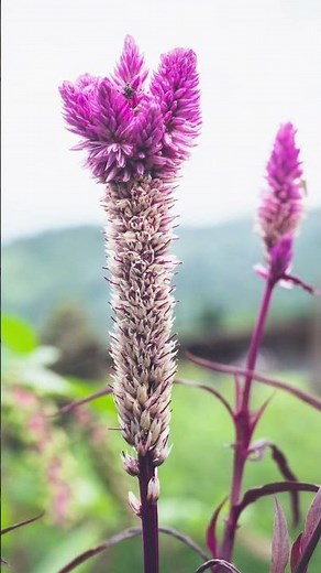 Mirrorless Camera Settings for Beginners 📷