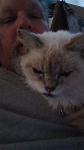 miss i.d.g.a.f. #shortsyoutube #automobile