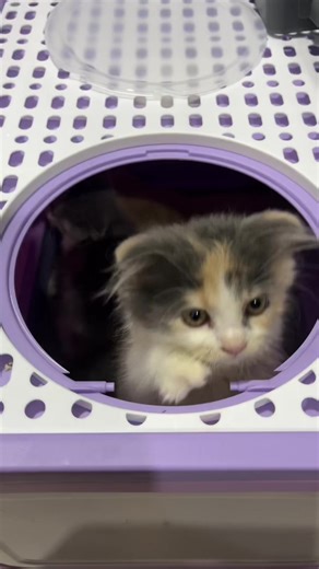 They are so excited with their new litter box na purple color! #catloversph❤️💗 🥰 #persiancat #ilovecats #persiantiktok #ilovepersians #kittensoftiktok #persiancatloversph #kittens #cutecatsoftiktok #ilovekittens #persiankitten #kittenstiktokvideos #ilovepersiancats #kittenstiktok #persiancattiktok #catstiktok #scottishfoldcat #scottishfolds